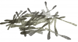 J:son Realistic Wing Material Wasp/Ant 24pack