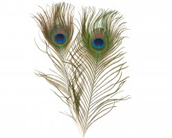 Peacock Eyefeather 2 pcs