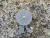 Midgards-Messer Coin Knife Vegvisir