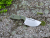 Midgards-Messer Big Beowulf