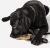 5.11 Tactical Mission Ready Grenadier Dog Tug Toy