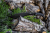 Ganzo Machete Firebird F804