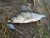 Bombarda Inno Trout Bait Holder Float