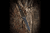 Extrema Ratio BD2 Contractor - Svart