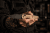 Extrema Ratio BFK N690 - Tactical Mud