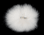 Fly-Dressing Arctic Fox