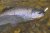 Bombarda Inno Trout Bait Holder Float