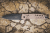 Extrema Ratio MF1 EVO SP - Tactical Mud