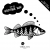 Wolfcreek Shad 8,5cm 6g 5-pack