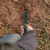 SOG HQ Riptide