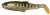 Savage Gear Craft Cannibal Paddletail 6,5cm 4g
