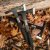 SOG Throwing Hawks med Fodral 3-pack