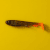 Wolfcreek Shad 15 cm 30Gram