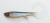 Wolfcreek Curly 22 cm + Tail 75Gram