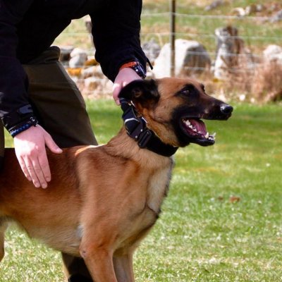 MDT K9 Pro Cobra Duty Dog Collar with Handle Grip 45mm