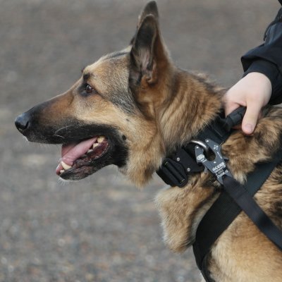 MDT K9 Pro Cobra Duty Dog Collar with Handle Grip 45mm