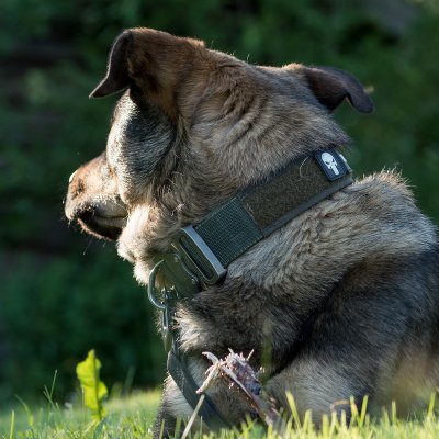 MDT K9 Pro Cobra Working Dog Collar 45mm