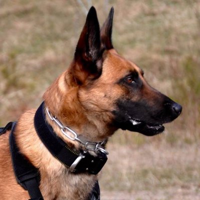MDT K9 Pro Cobra Working Dog Collar 45mm