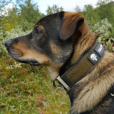MDT K9 Pro Cobra Working Dog Collar 45mm