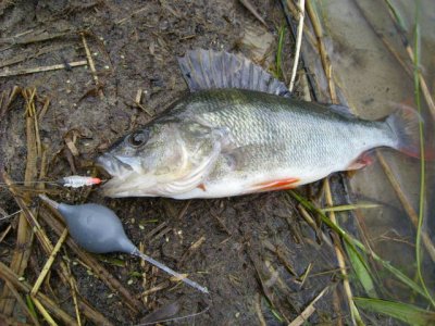 Bombarda Inno Trout Bait Holder Float
