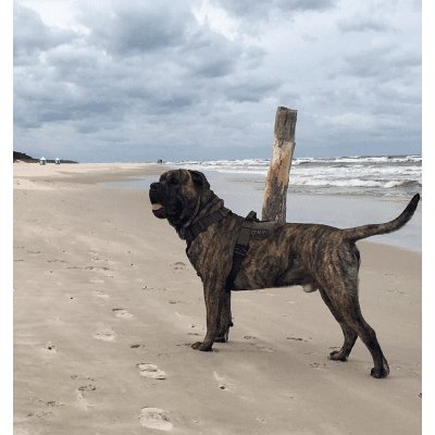 K9 Thorn Delta Dog Harness