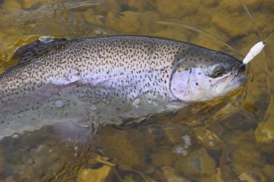 Bombarda Inno Trout Bait Holder Float