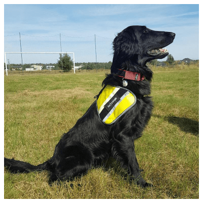 K9 Thorn Hi-Vis MOLLE Harness for Dog