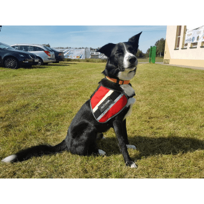 K9 Thorn Hi-Vis MOLLE Harness for Dog