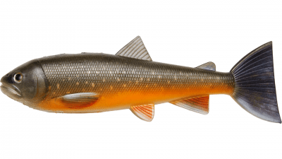 Pulz Bait Roach Skinz 20cm