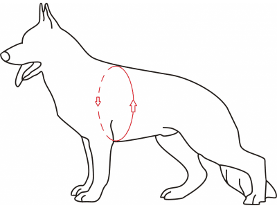 K9 Thorn Harness Echo with Reflective Trimming - Black